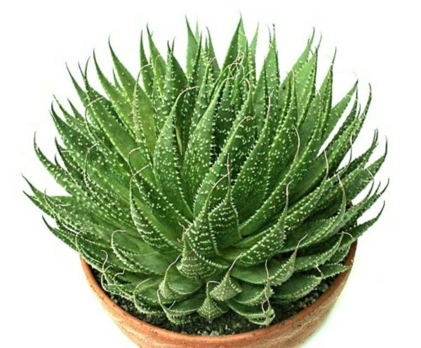 Цветок алоэ столетник