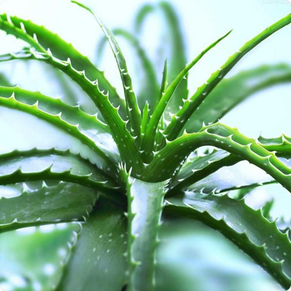 Алоэ Вера древовидное