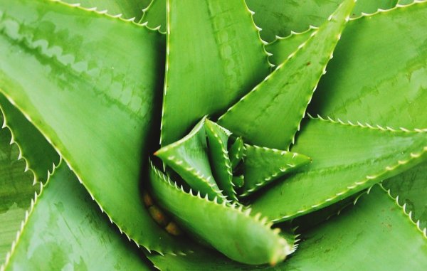 Алоэ Вера и столетник
