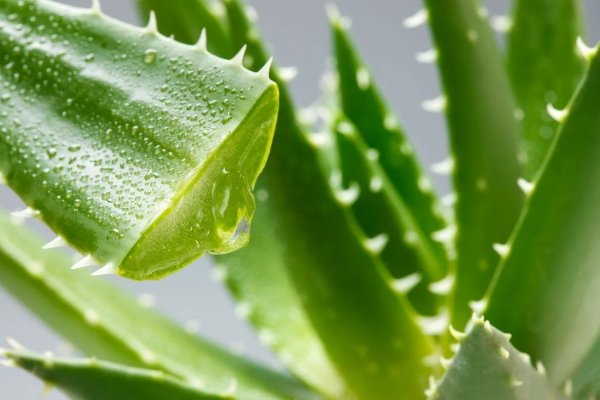 Алоэ перфолиатум