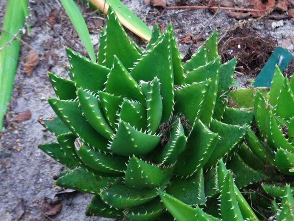 Алоэ Вера широколистный