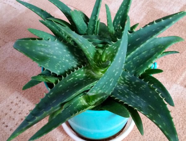 Алоэ барбаденсис