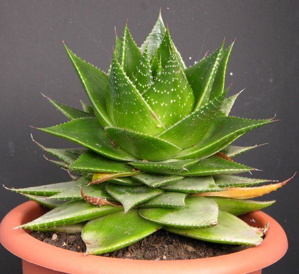 Алоэ Вера и столетник