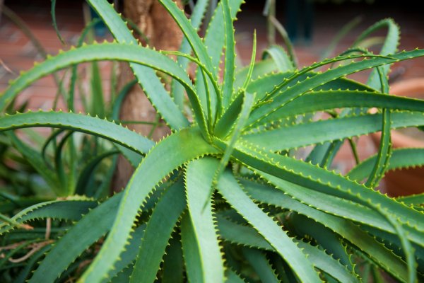 Aloe Vera растение