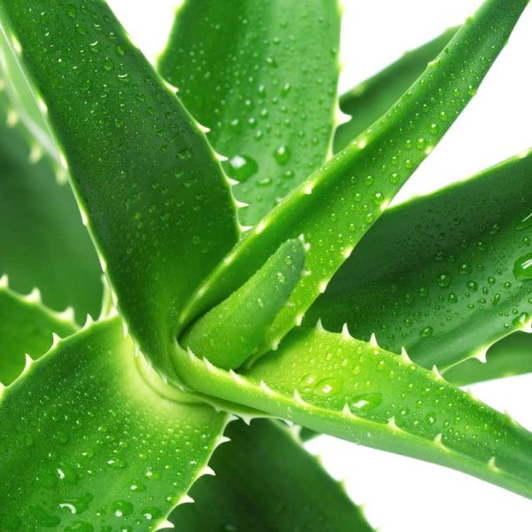 Алоэ Вера древовидное столетник