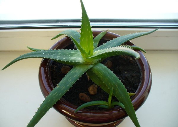 Алоэ бетсиленское