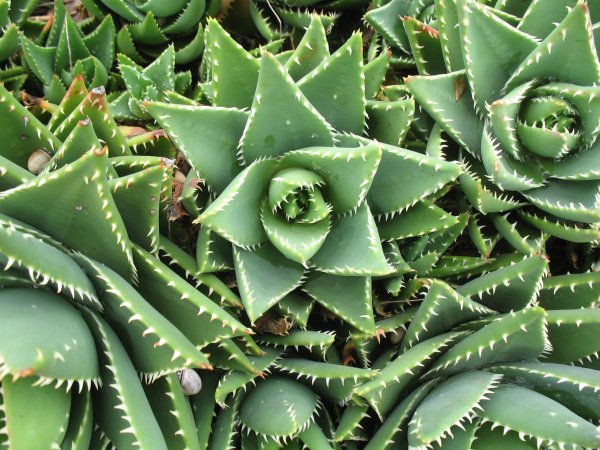 Цветок алоэ столетник