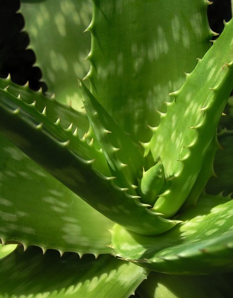 Алоэ Вера Aloe Vera