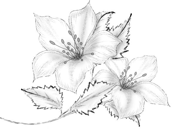 Цветы рисунок карандашом