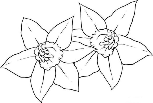 Цветы для срисовки