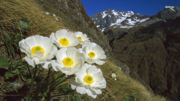 Подснежники Заилийский Алатау