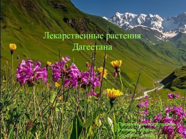 Высокогорный Дагестан растительность