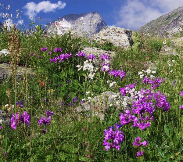 Альпийские Луга в Крыму