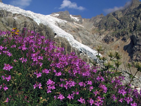 Альпийские Луга Северной Осетии