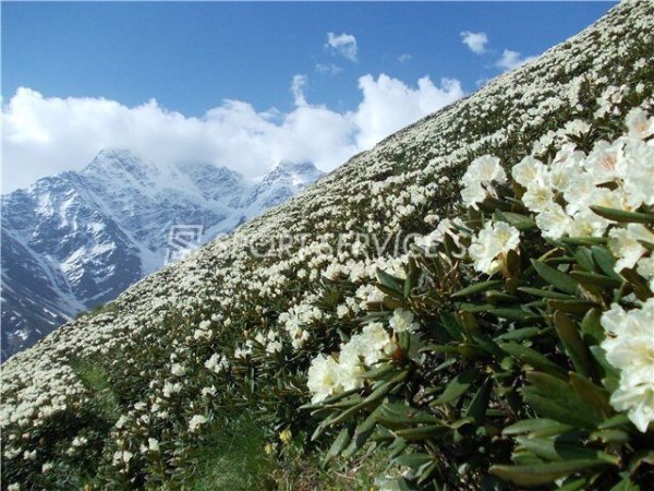 Альпийские Луга Приэльбрусья