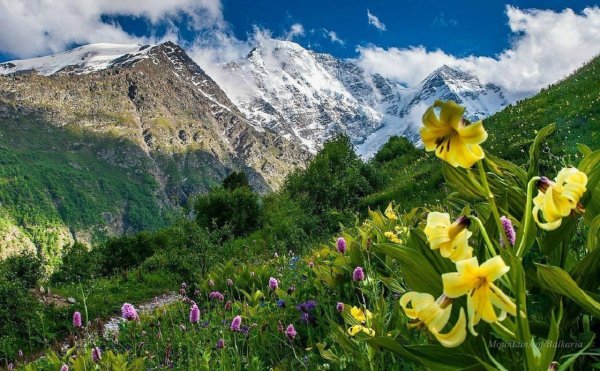 Растения Дагестана