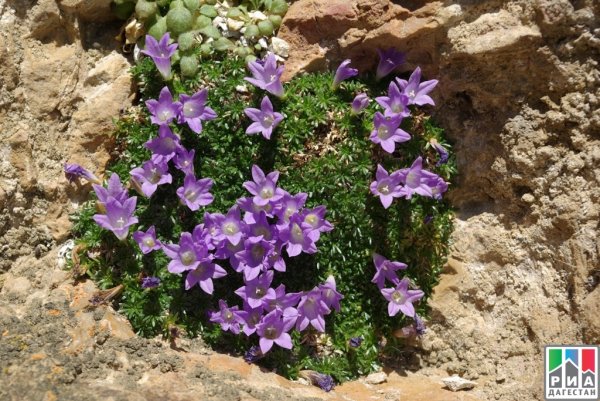 Субальпийские Луга Кавказа