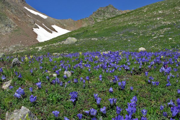 Рододендрон Приэльбрусья