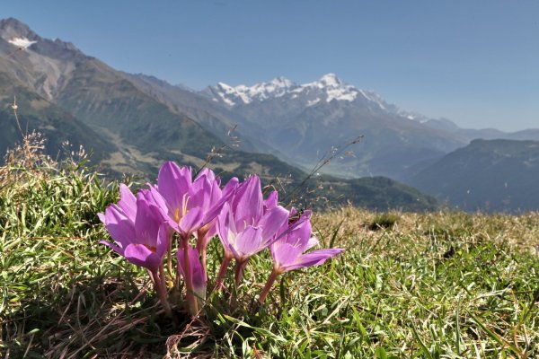 Вавиловия прекрасная