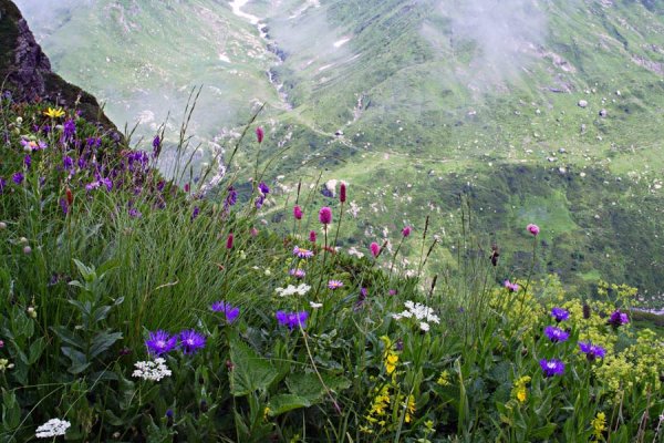 Альпийские Луга Северного Кавказа