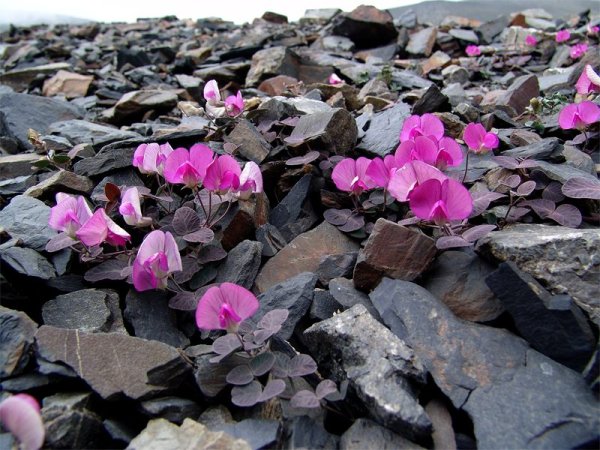 Рододендрон красная Поляна