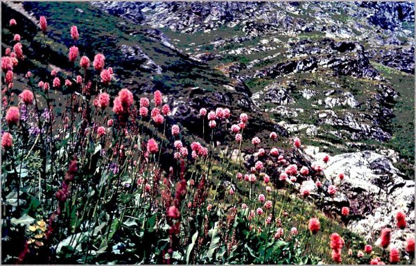 Редкие растения Дагестана