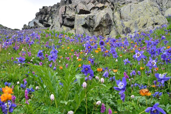 Рододендрон краснокнижный