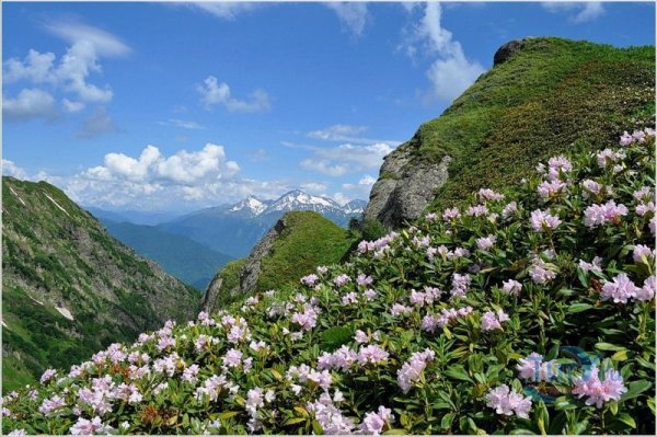 Пион кавказский