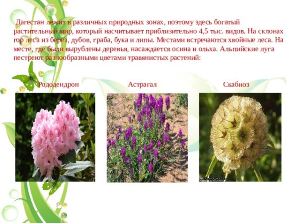 Флора Северного Кавказа