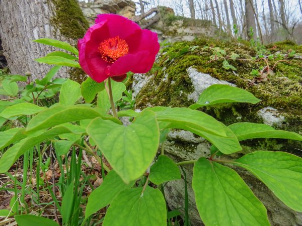 Hedysarum caucasicum