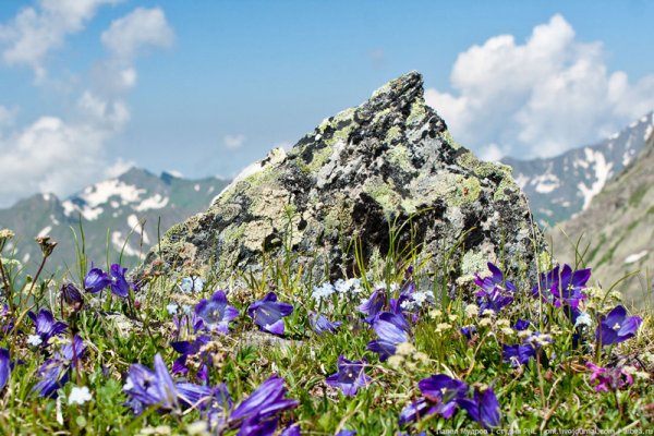 Разнотравье горного Алтая