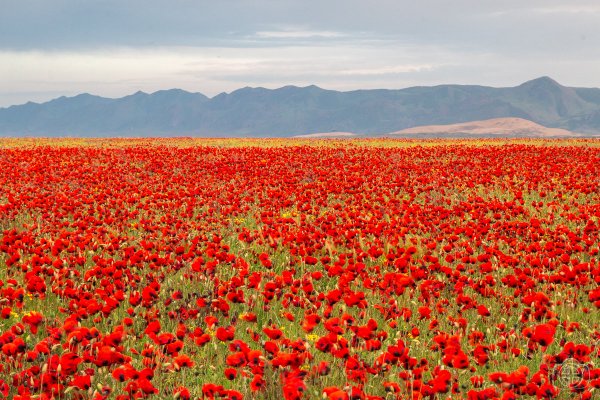 Альпийские Луга разнотравье