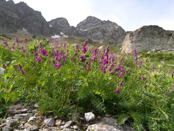 Лилия Кавказская Лилия Кессельринга