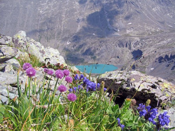 Горные цветы Текели