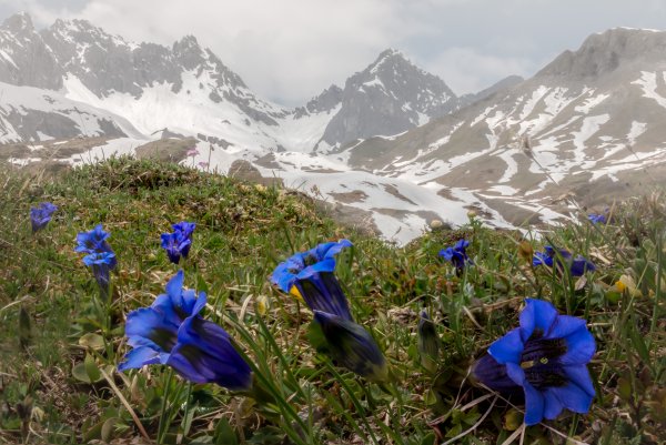 Гуниб Альпийские Луга