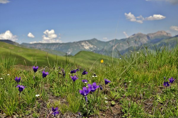 Рондондон цветок