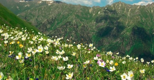 Кавказский биосферный заповедник Флора