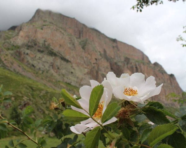 Исчезающие растения Краснодарского края