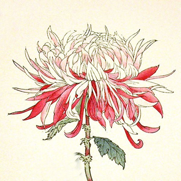 Хризантема японская гравюра