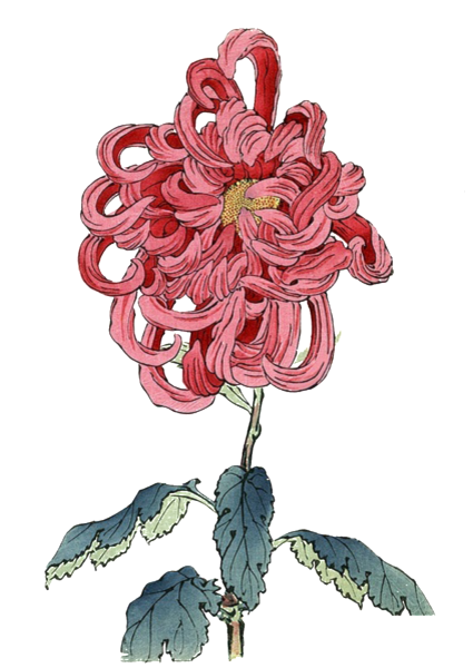 Японские хризантемы Хокусай