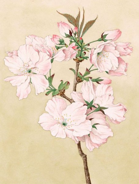 Хризантема гравюра японская гравюра