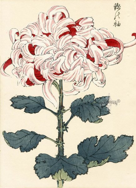 Пионы Харуйо Морита