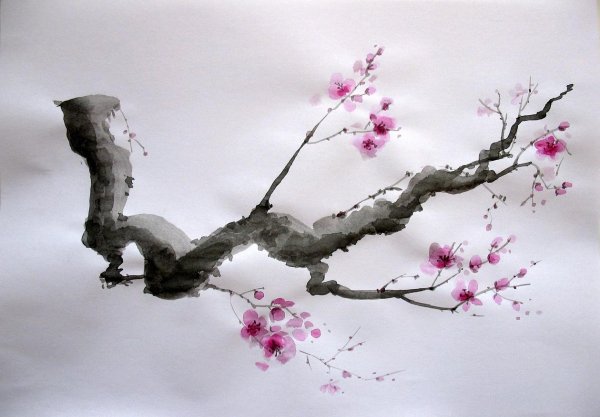 Сакура рисунок