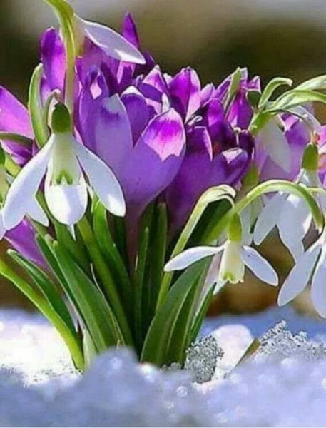 Пожелания букет цветов весенних