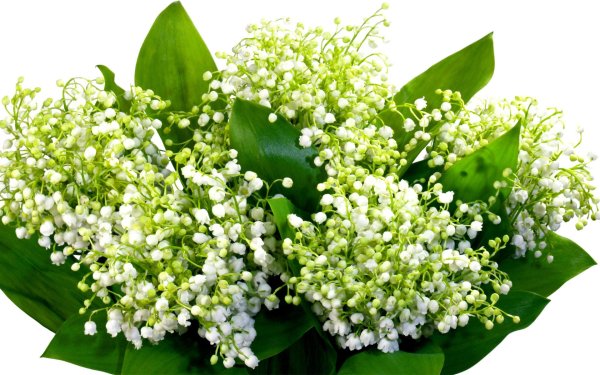 Ландыши в корзинке