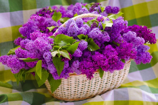 С днем рождения цветы анимация