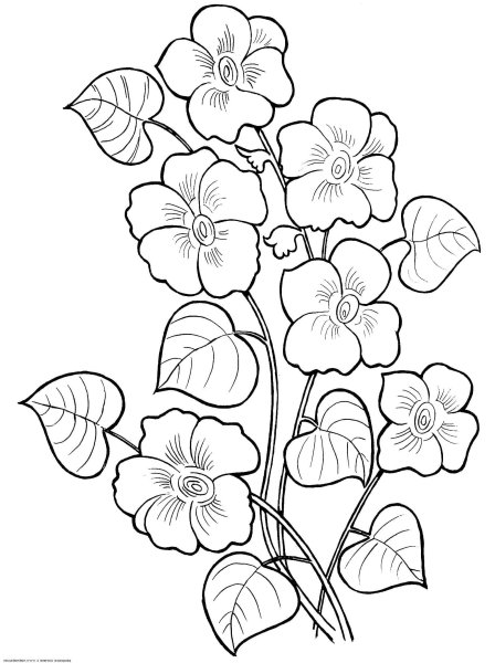 Раскраска цветочек