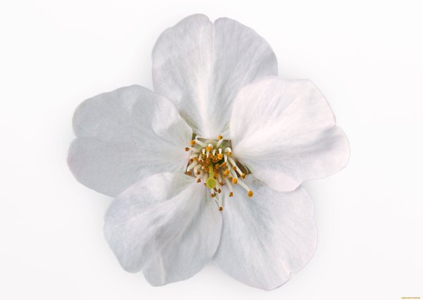 Маленькие белые цветочки