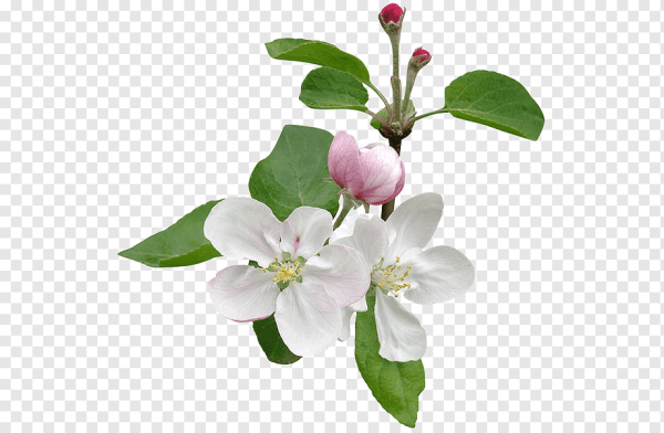 Ветка яблони в цвету