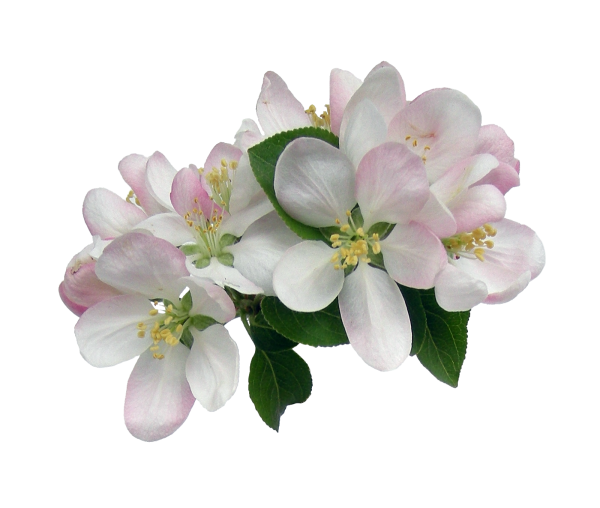 Цветы яблони